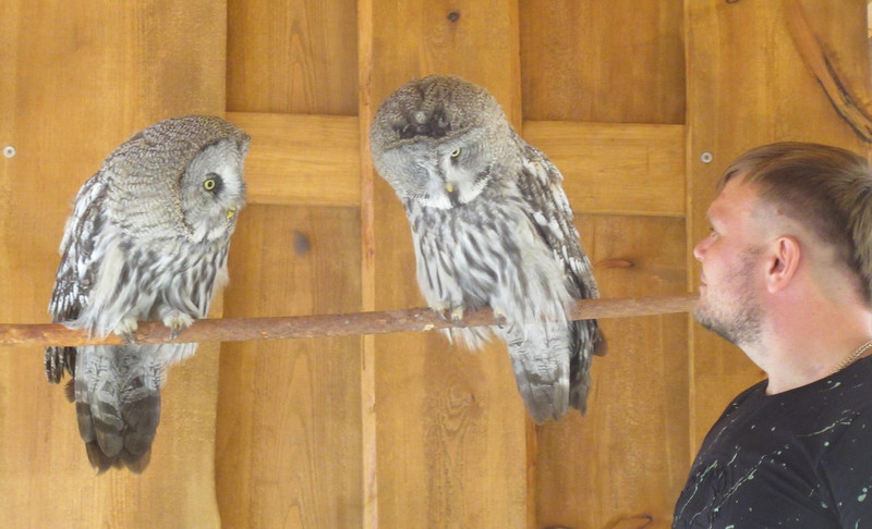 Точка притяжения туристов появилась у порога Ревун под Каменском-Уральским: здесь бегают белки, есть страусы и павлины, делают козий сыр Точка притяжения туристов появилась у порога Ревун под Каменском-Уральским: здесь бегают белки, есть страусы и павлины, делают козий сыр