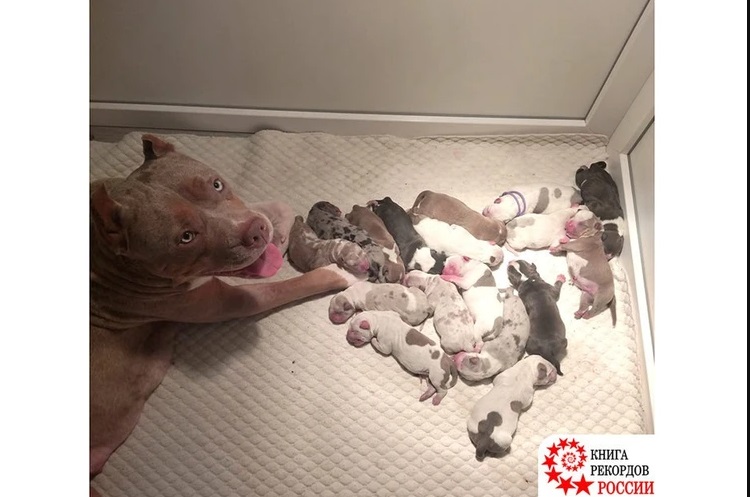 Собака родила 17 щенят и попала в Книгу рекордов России