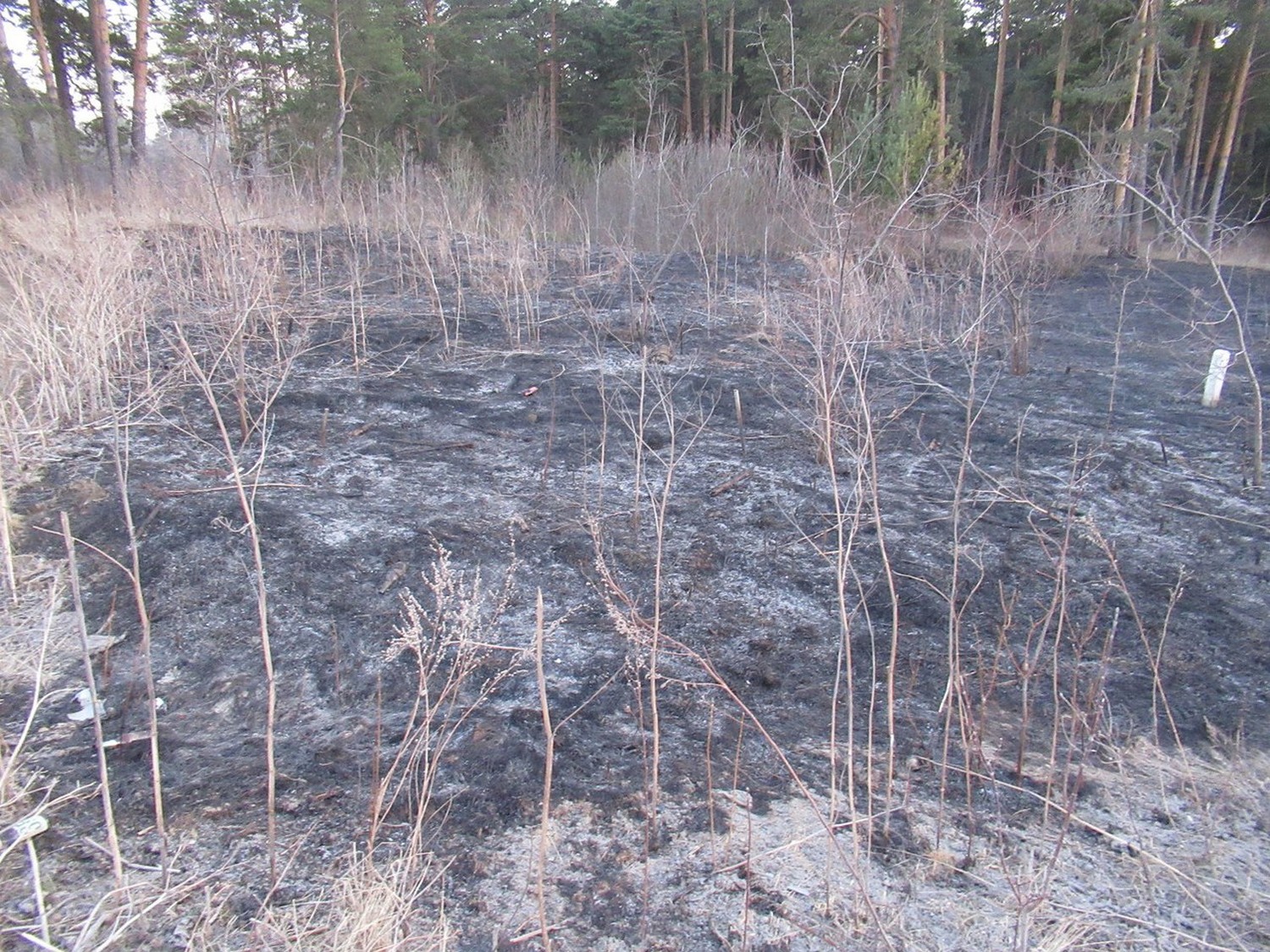 Жители Каменска-Уральского не боятся штрафов и активно палят траву на лесных опушках – одну поджигательницу огнеборцы «поймали за руку»...