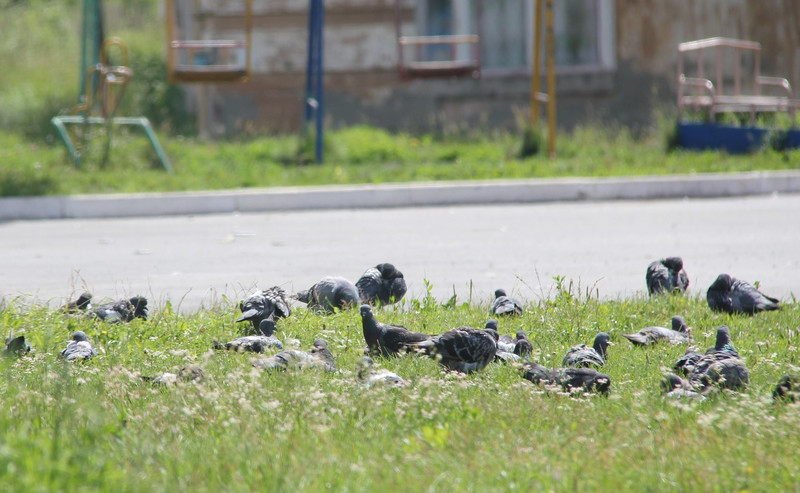 Жители многоквартирника в Каменске-Уральском поссорились из-за… голубей. Одни их кормят, а другие считают, что из-за птиц появились тараканы