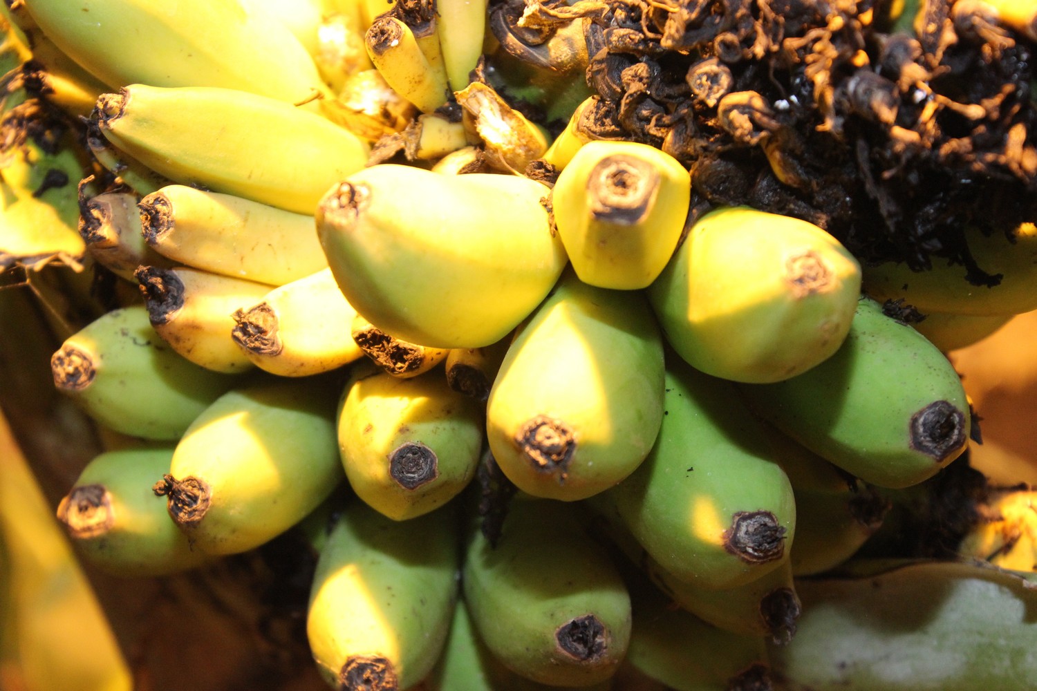 Бананы и лимоны вырастили заключенные в колонии Каменска-Уральского — в «зоне» говорят, что фрукты украсят новогодний стол арестантов