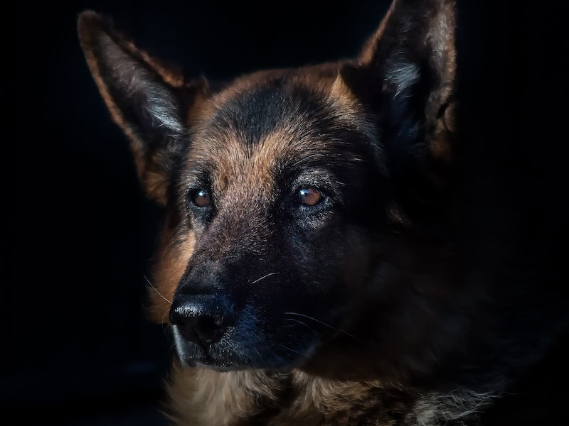 Осудят свердловчанина, который показательно убил свою собаку на глазах у жены | Будут судить уральца, который задушил собаку на глазах у жены