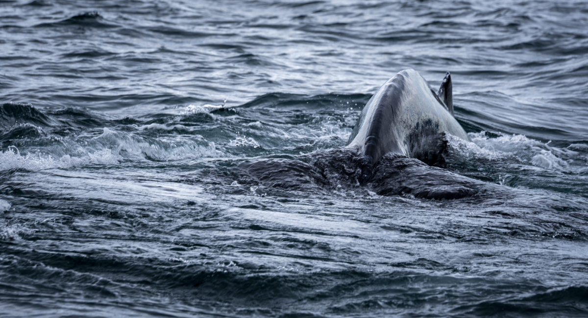 Она видела корабли эпохи алхимиков и пережила сотни зим: в Атлантики обитает хищница, способная жить дольше всех на Земле