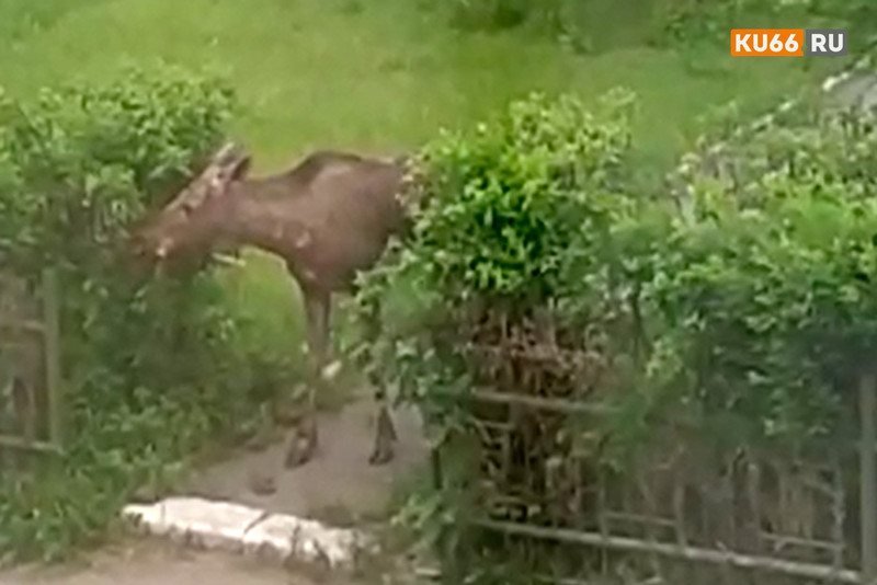 Истощенного лосенка, гуляющего по Каменску-Уральскому, в понедельник сняли местные жители: его видели на парковке завода ОЦМ. Говорят, погиб