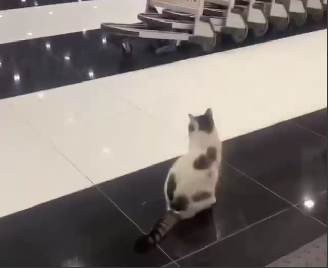 Сбежавшая от хозяев полгода назад кошка живёт в российском аэропорту