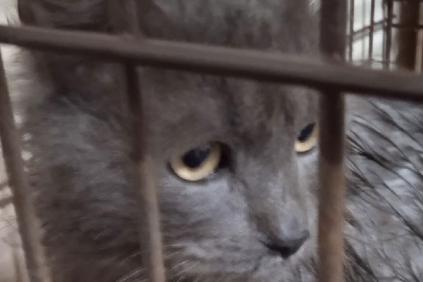 «Надо помочь животным!». В Каменске-Уральском в передержке голодают и умирают животные