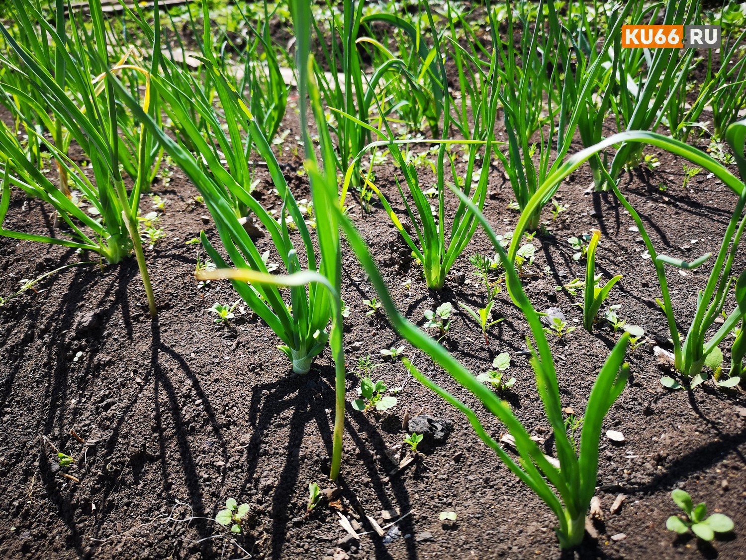 Новость Портала KU66.RU о садоводах, оставшихся без воды в Каменске, наделала шуму. Одни говорят, деньги не платили, а другие удивлены...