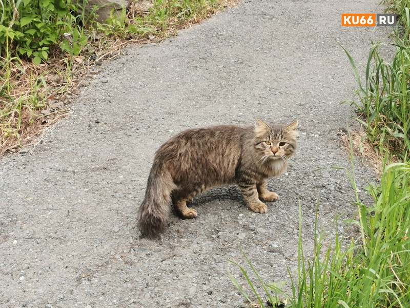 В Пскове кот принял участие в обсуждении городского бюджета на 2022 год