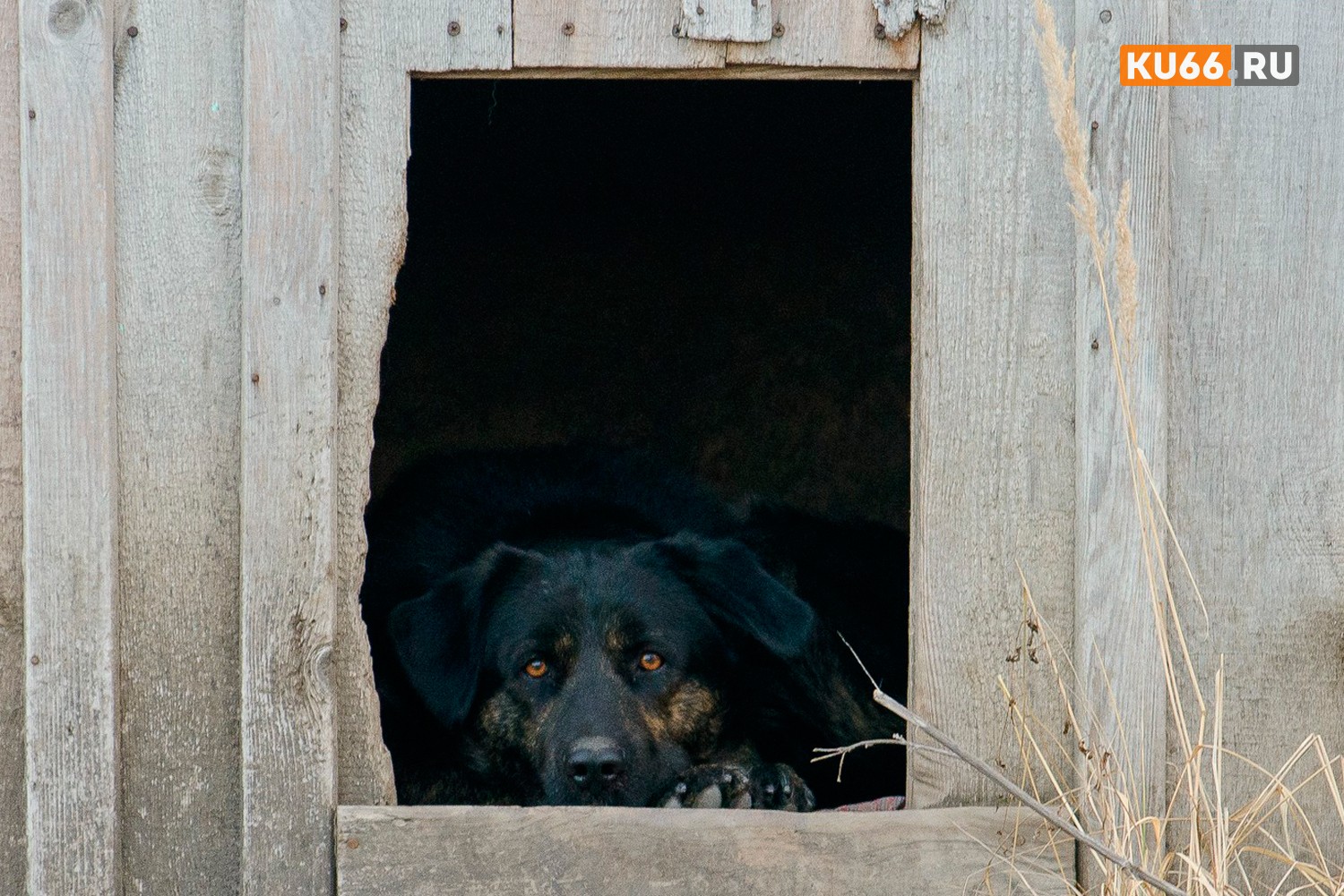 В России хотят ограничить число домашних животных, которых можно держать в квартире или в доме