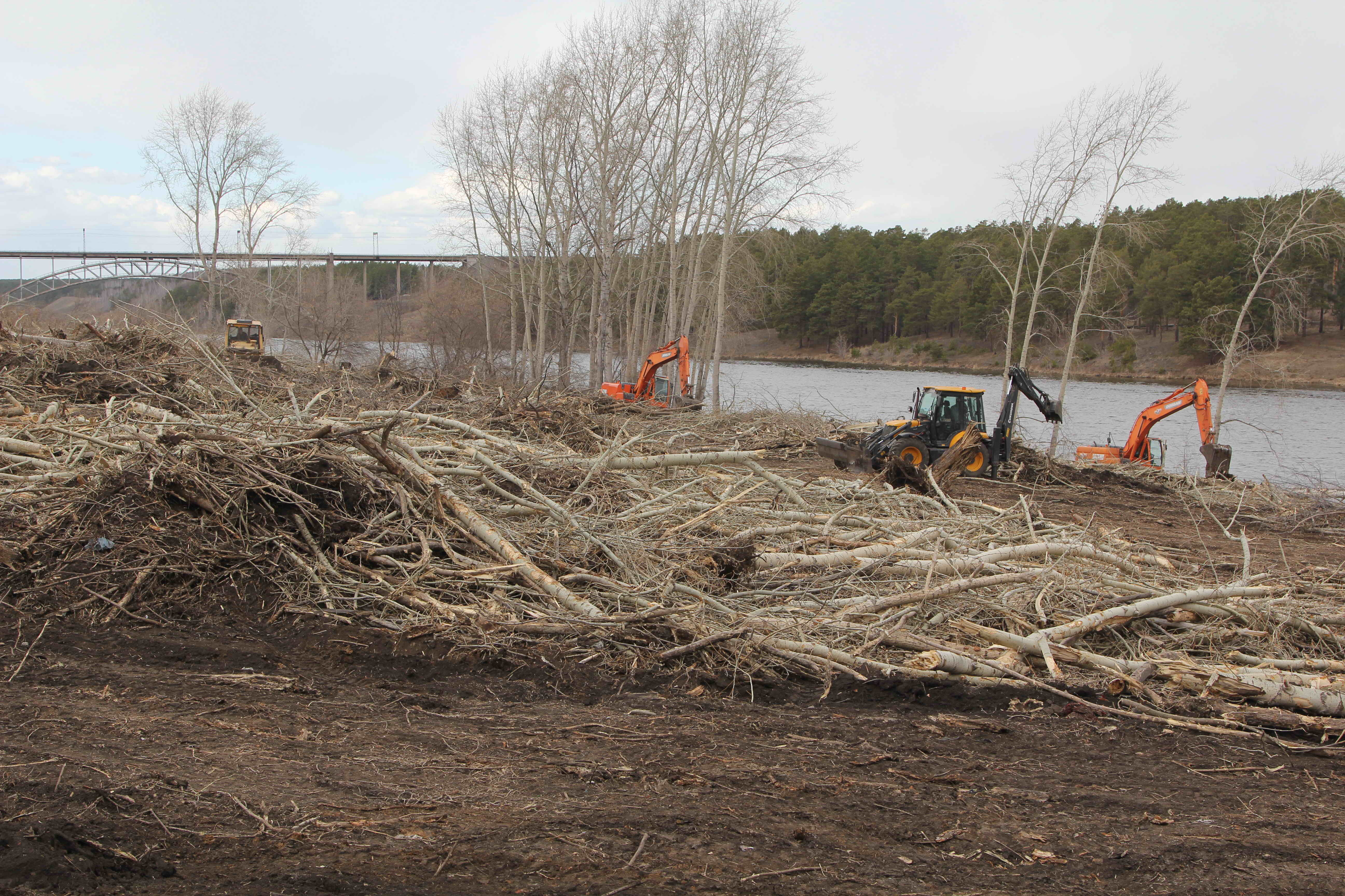При благоустройстве улицы Набережной убрали 900 деревьев 