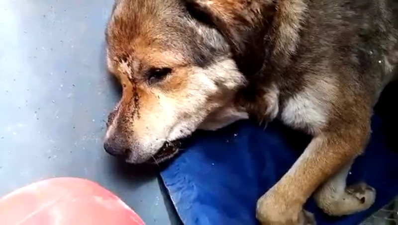 В Каменске-Уральском волонтеры спасли собаку от рук живодера