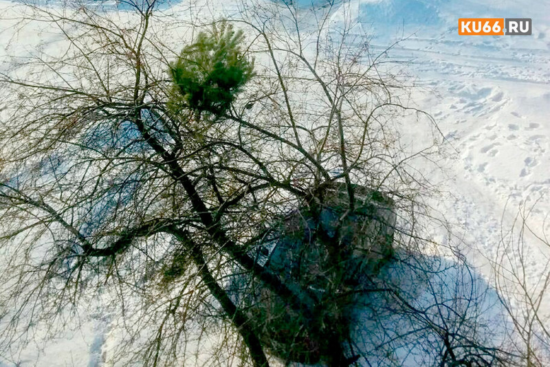 Каменцы выбрасывают елки из своих окон