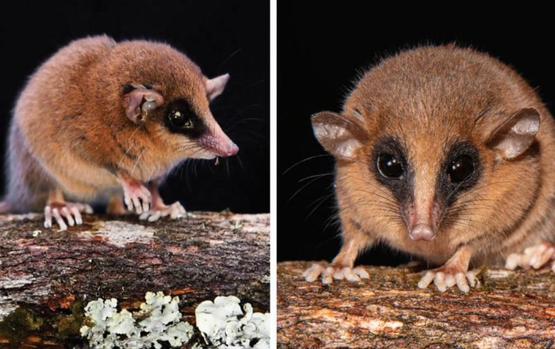 Ученые случайно обнаружили в Андах неизвестный вид сумчатого | В Андах обнаружен ранее неизвестный вид сумчатого