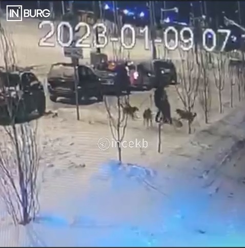 На Урале стая собак напала на женщину и ребёнка