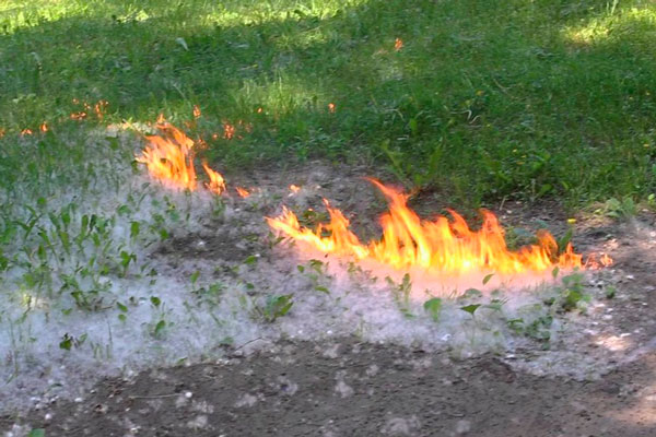 Говорят, в Каменске-Уральском тополиный пух на улицах поджигают и взрослые, и дети. В среду в городе зафиксировали 18 возгораний!