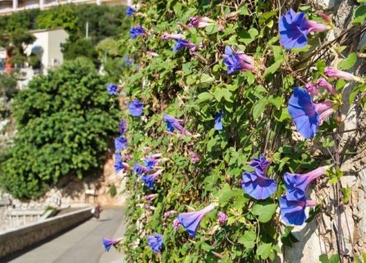 Закон принят: за выращивание этого садового цветка теперь можно угодить в тюрьму 