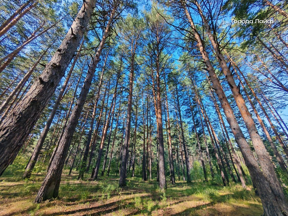В Свердловской области запустили МАКС-ЧАТ для быстрого выявления лесных пожаров | На Урале внедрили систему контроля лесных пожаров