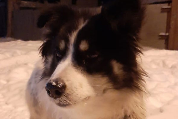 Собака, которую в сентябре нашли с тросом на шее, недолеченная и голодная бегает по Хозспособу. ВИДЕО Собака, которую в сентябре нашли с тросом на шее, недолеченная и голодная бегает по Хозспособу. ВИДЕО