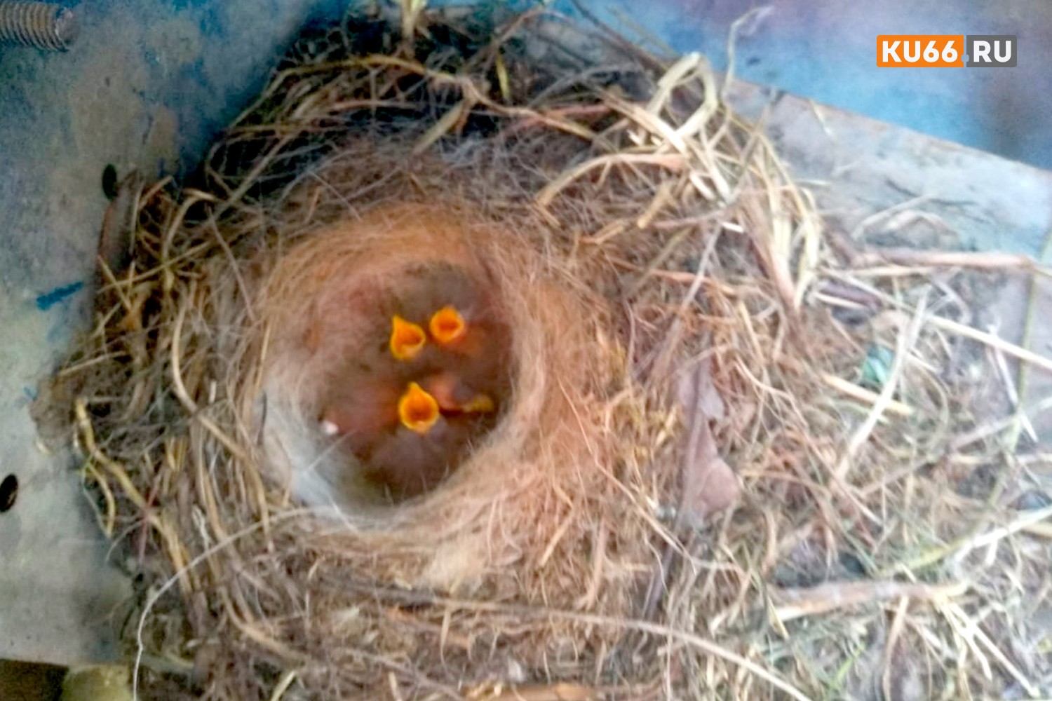 Мимимишная история продолжается: у трясогузки в гнезде под капотом машины семьи из Каменска-Уральского вылупились птенцы. «Что нам делать?»