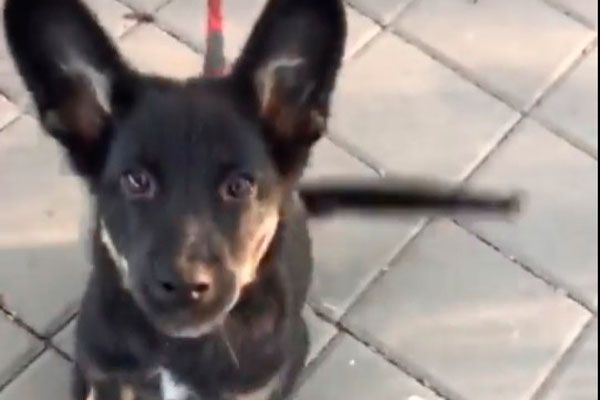 В Волгограде заморенная голодом собака научилась есть окурки