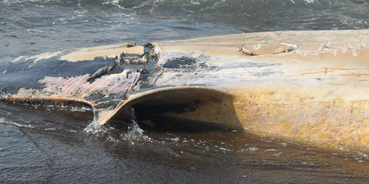 На берег Сахалина выбросило неизвестное животное. ФОТО