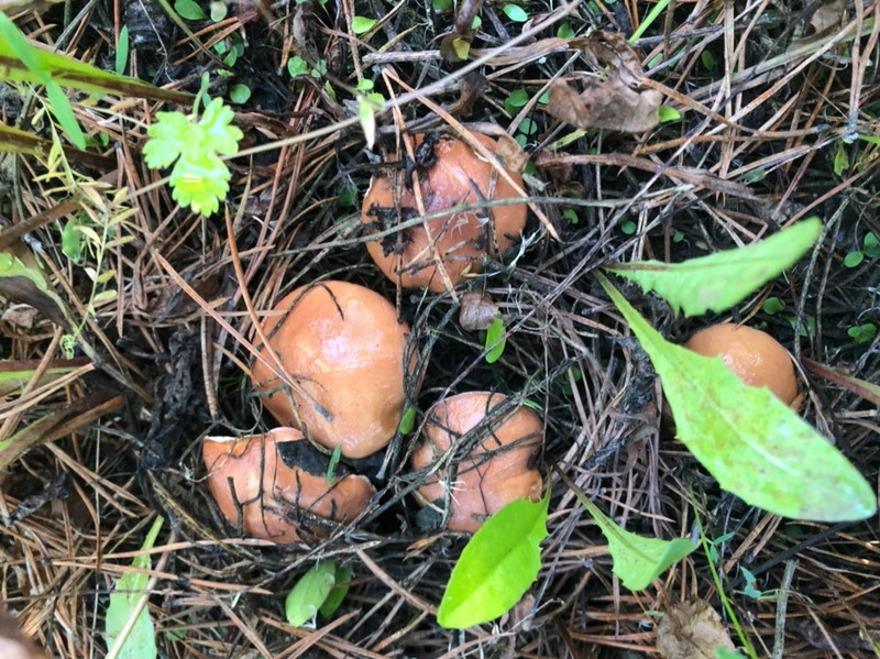 Жители Каменска-Уральского варят первые грибницы — в лесах пошли подберезовики и не только. Урожаи люди уже продают на улицах