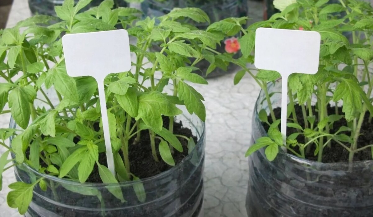 Никаких стаканчиков: сажаю семена сразу в пятилитровки — томаты растут быстрее в 2 раза