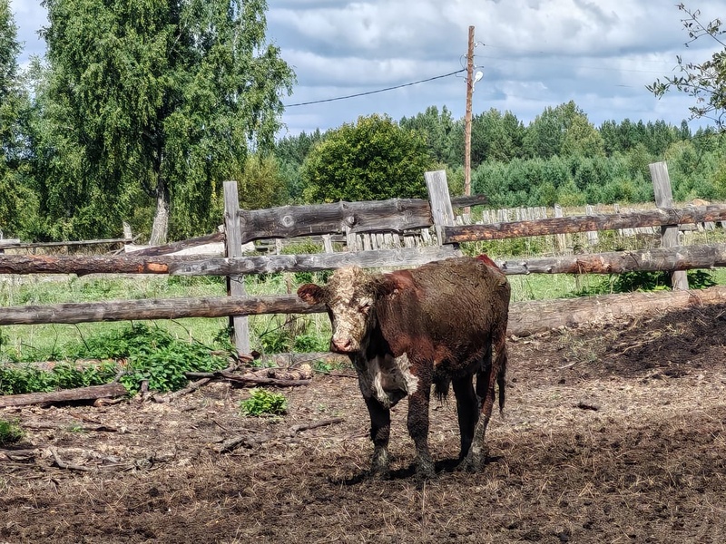 Не поил, не грел, не убирал: фермер из Свердловской области создал ужасные условия скоту и попал под штраф | Россельхознадзор оштрафовал предпринимателя за нарушение условий содержания скота