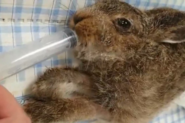 «Решили бороться за жизнь зверя». Дети нашли в окрестностях Каменска-Уральского раненую зайчиху и сразу принесли ее к ветеринару