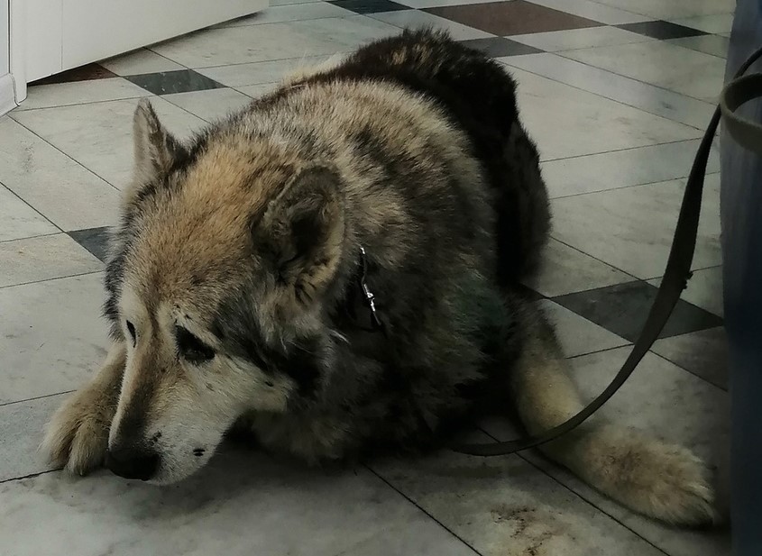 Уральский Хатико: свердловчане спасли старого пса, которого чуть не убил хозяин | В Новоуральске спасли старого пса, которого чуть не убил хозяин