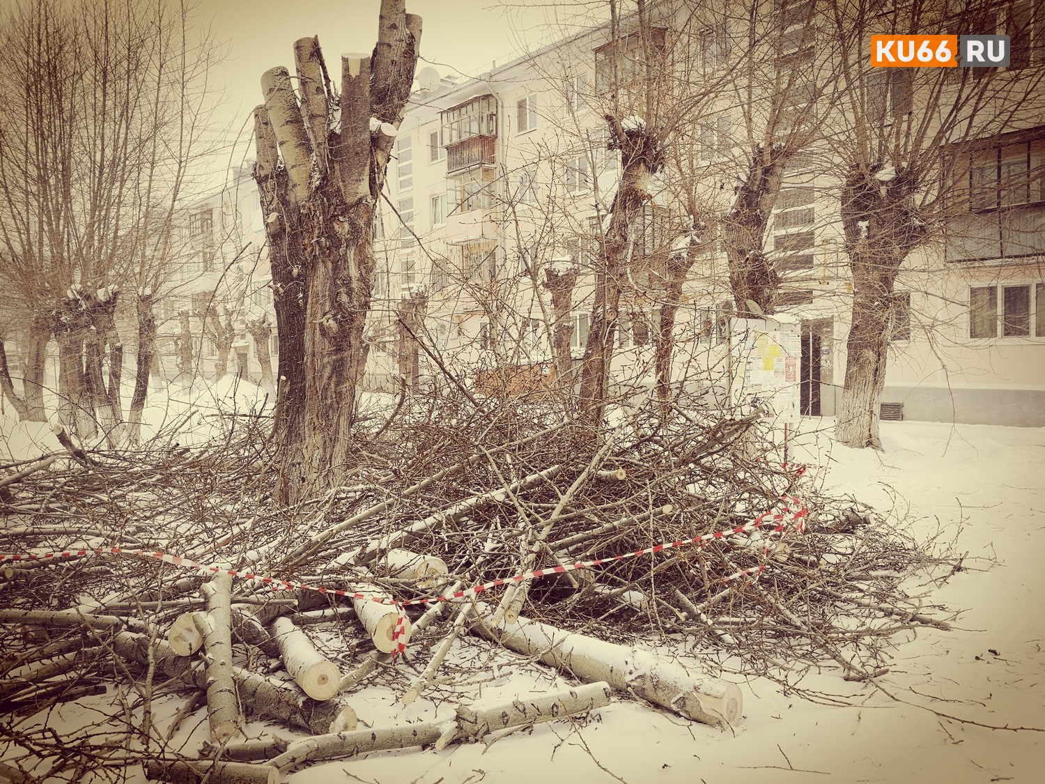 Дождались замедления сокотечения и начали кромсать… Рабочие УК «ДЕЗ» приводят в порядок деревья во дворах жилых домов, несмотря на зиму