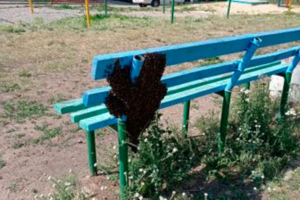 Лавочку на детской площадке в Каменске-Уральском облепил… пчелиный рой. Накануне не было, и вдруг — целая семья. Теперь ждут пасечников