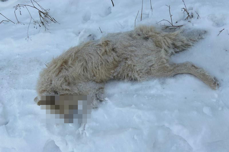 В Каменске-Уральском рядом с "передержкой" обнаружили труп собаки, которую взяла к себе аферистка-волонтер В Каменске-Уральском рядом с "передержкой" обнаружили труп собаки, которую взяла к себе аферистка-волонтер