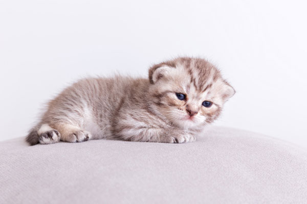 Для тех, кто вечно работает: 5 пород кошек-интровертов - не страдают в одиночестве