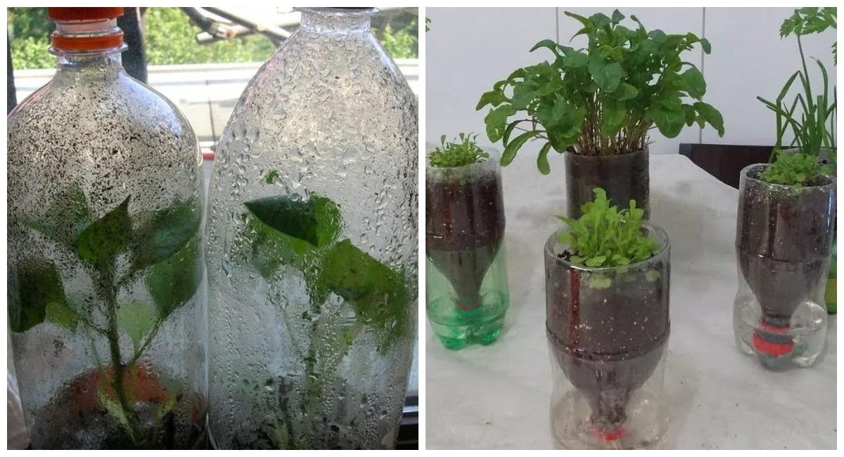 Пластиковые бутылки не выкидываю: разрезаю на 3 части и получаю очень полезную вещь для рассады
