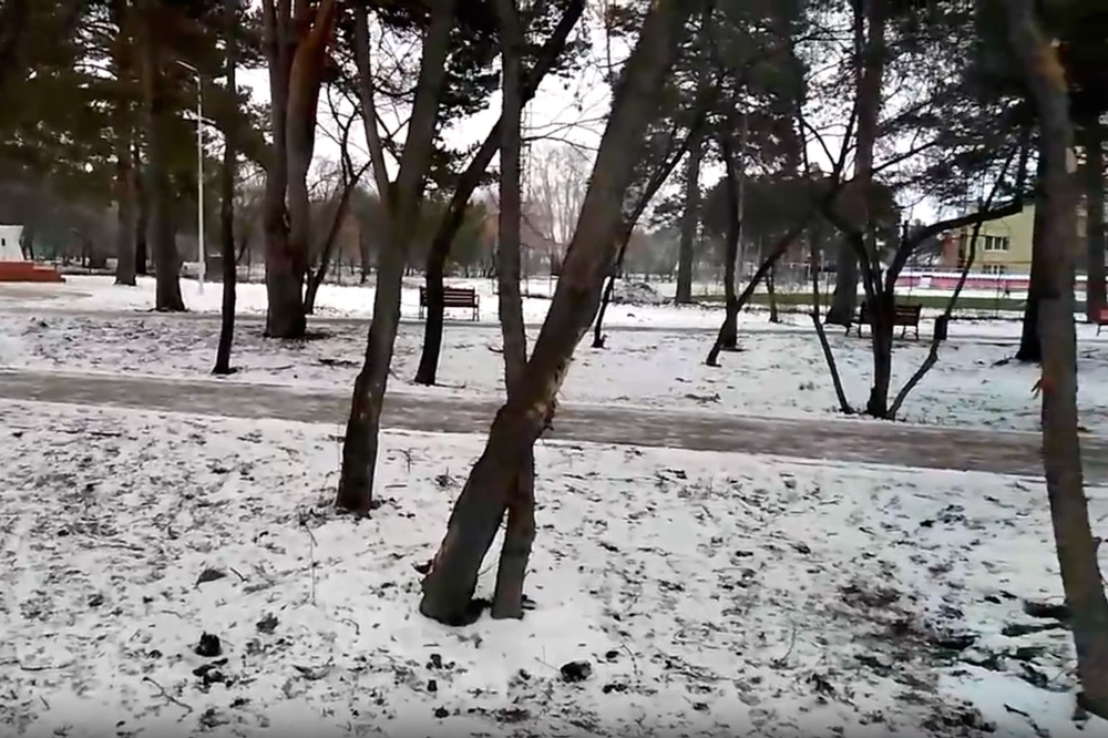 Белки в «Космосе» - к добру! Житель Каменска-Уральского снял зверька с пушистым хвостом в городском парке и предлагает сделать кормушки