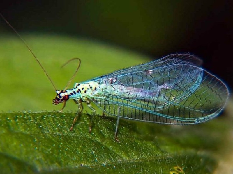 В Свердловскую область завезли 1,5 млн насекомых и клещей для защиты урожая | Россельхознадзор разрешил ввоз насекомых в Свердловскую область