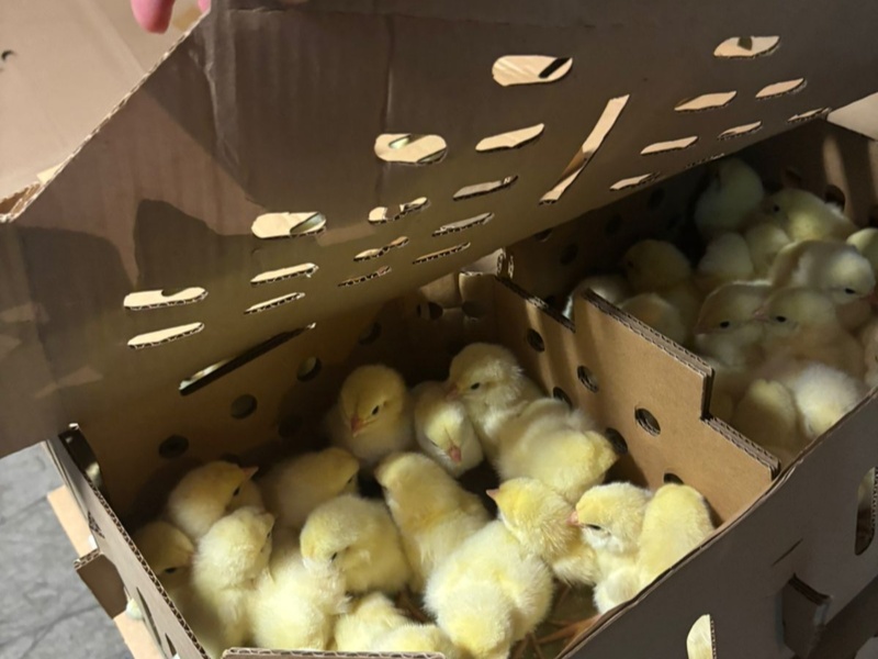 Свердловская область отправила 84 тысячи цыплят на Сахалин — Россельхознадзор проверил всё лично | Россельхознадзор проконтролировал отправку 84 тысяч цыплят из Екатеринбурга на Сахалин