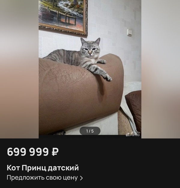 Принц Датский ищет нового хозяина в Каменске-Уральском: кто купит бенгальского аристократа за 700 тысяч? | В Каменске-Уральском выставили на продажу бенгальского кота за 699 999 рублей