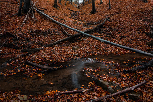 Против нижегородца возбудили уголовное дело за сбор валежника. Ему грозит до 7 лет тюрьмы