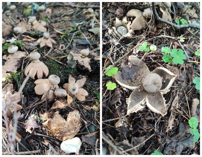 «Нашли сказочный гриб, но брать его нельзя»: в уральских лесах растет космическое чудо  | Редкий гриб из Красной книги нашли в уральских лесах