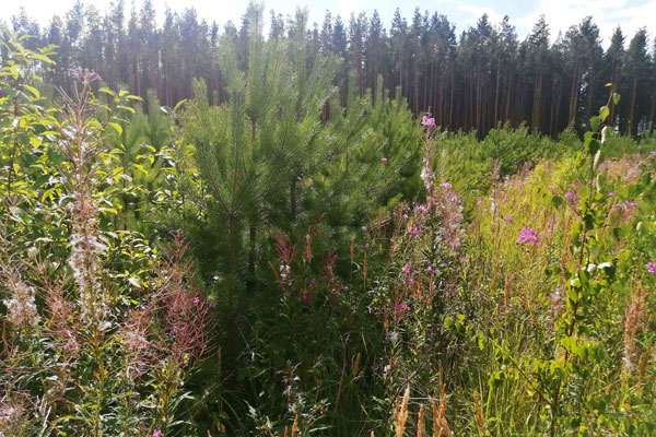 В Каменске-Уральском по материалам прокуратуры возбуждены уголовные дела по фактам незаконной рубки лесных насаждений