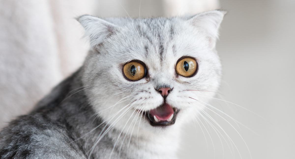 Не вздумайте так делать: почему с кошкой лучше не играть в догонялки