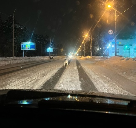 В Каменске-Уральском заметили косуль
