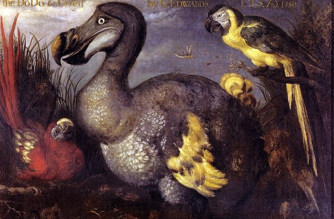 Американские биологи собирают деньги на воскрешение птицы додо