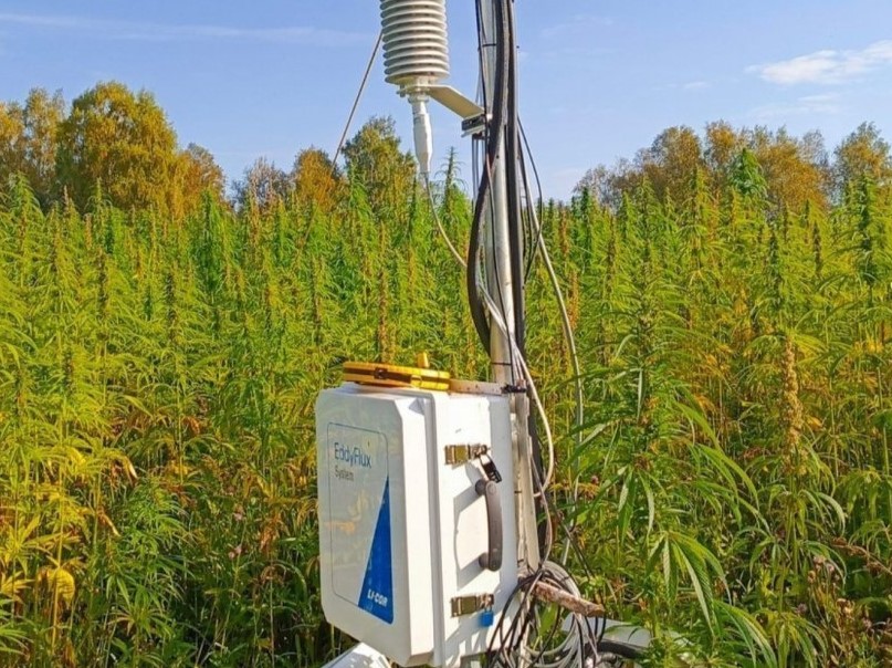 Для чего на Урале выращивают коноплю? Исследователи дали ответ | На Урале выращивают техническую коноплю, чтобы очистить воздух