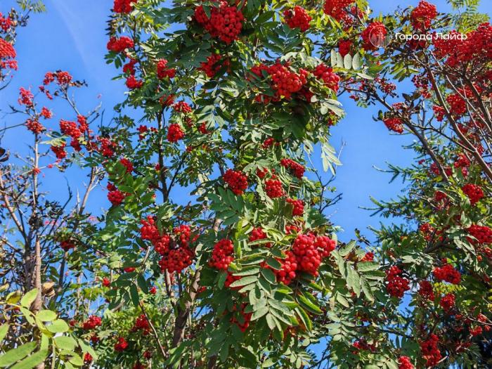 8 сентября — Наталья-Овсяница: традиции, приметы и запреты | Натальин день 8 сентября: приметы, запреты и народные советы