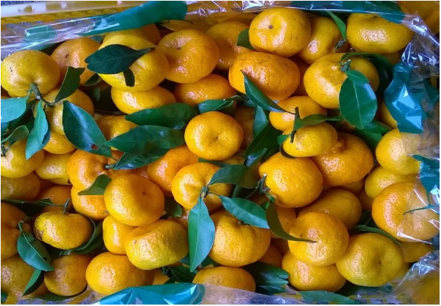 В Свердловскую область завезли 860 т лука из Казахстана и 21 т мандаринов из Китая | Россельхознадзор проконтролировал поставку 881 т овощей и фруктов в Свердловскую область