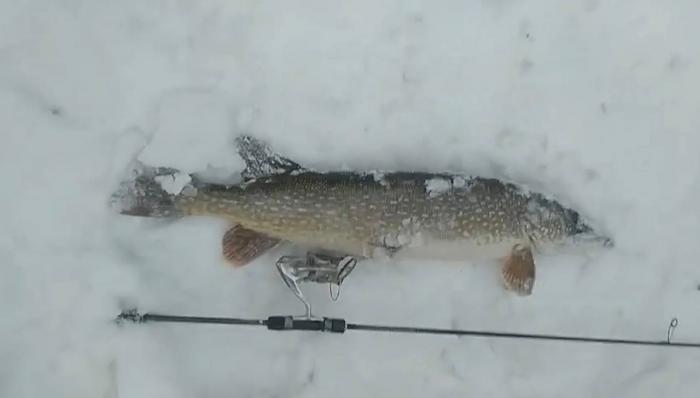 Екатеринбуржец поймал 4-килограммовую щуку в центре города. Видео | В Екатеринбурге рыбак поймал щуку весом 4 килограмма