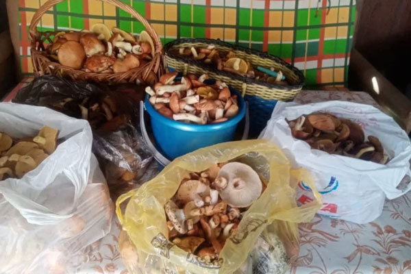 Под Каменском-Уральским мужчина насобирал полные корзины и пакеты грибов за два часа. Фото